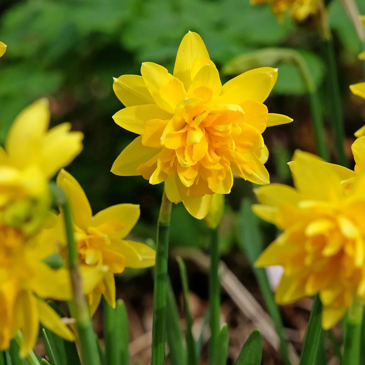 Narcisse à fleurs doubles en mélange - Le printemps en double