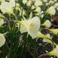 10 Narcisses Artic Bells - Des clochettes blanches au jardin