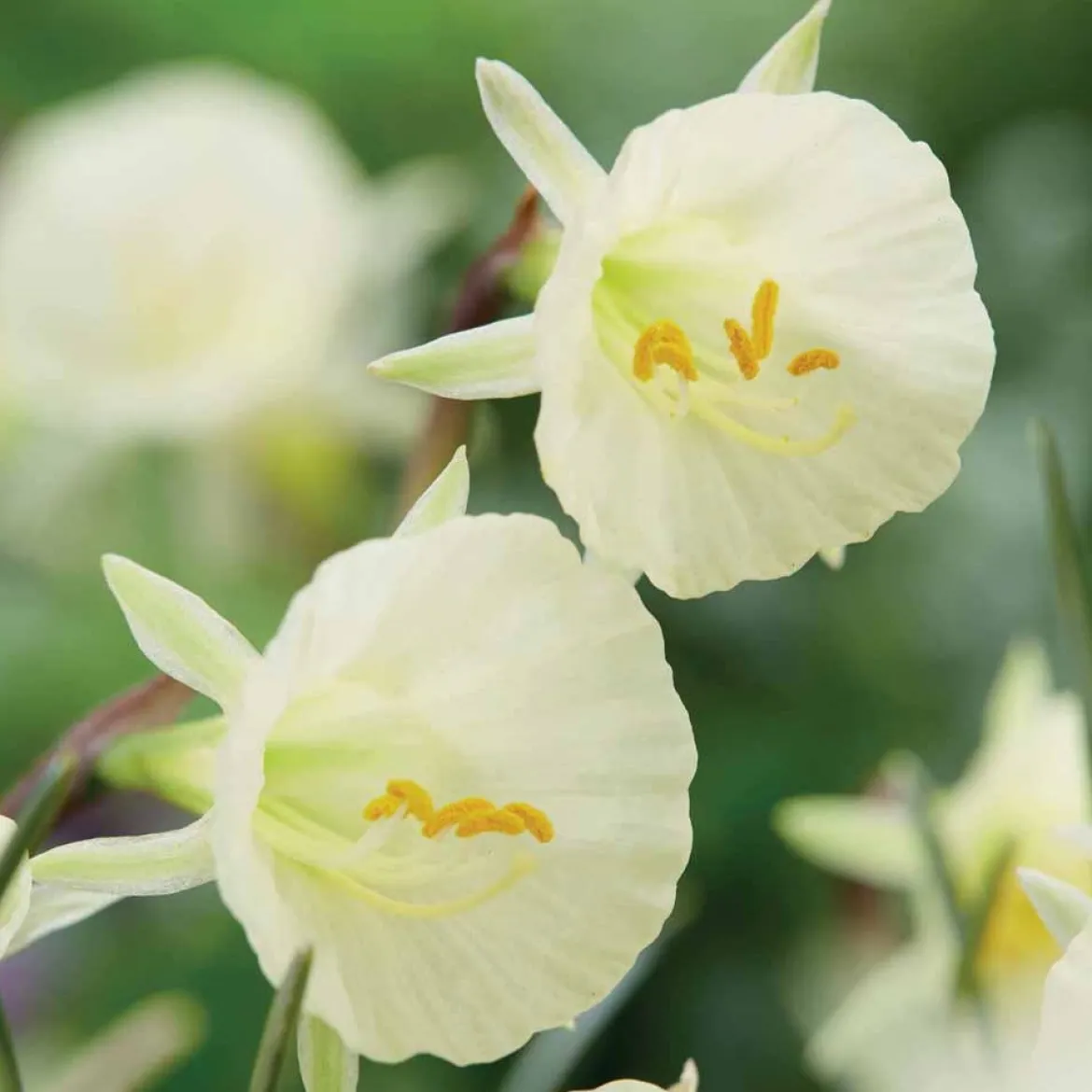 10 Narcisses Artic Bells - Des clochettes blanches au jardin