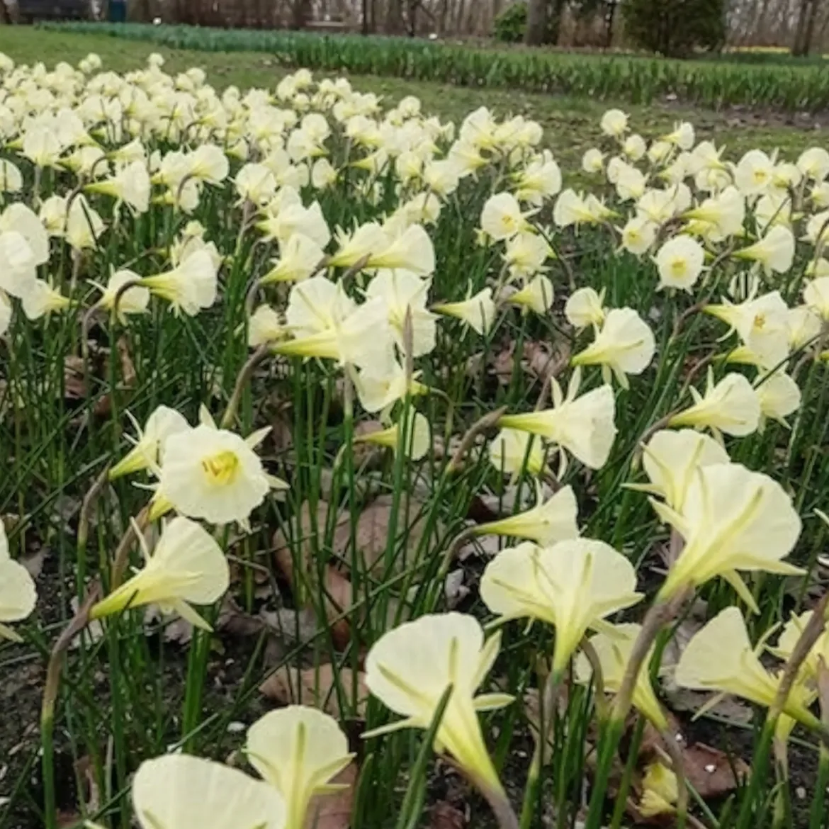 10 Narcisses Artic Bells - Des clochettes blanches au jardin