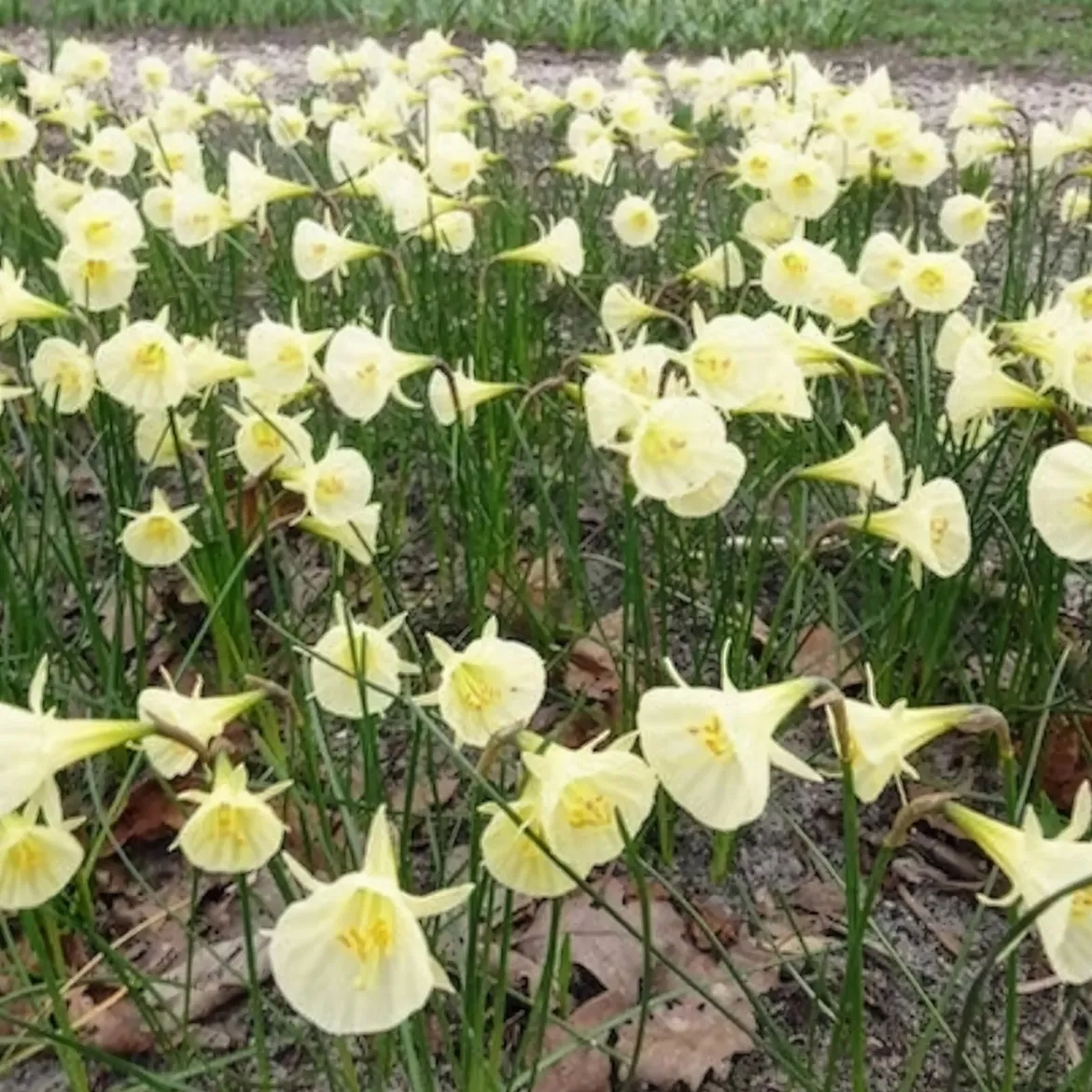 10 Narcisses Artic Bells - Des clochettes blanches au jardin