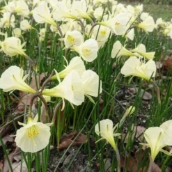 10 Narcisses Artic Bells - Des clochettes blanches au jardin