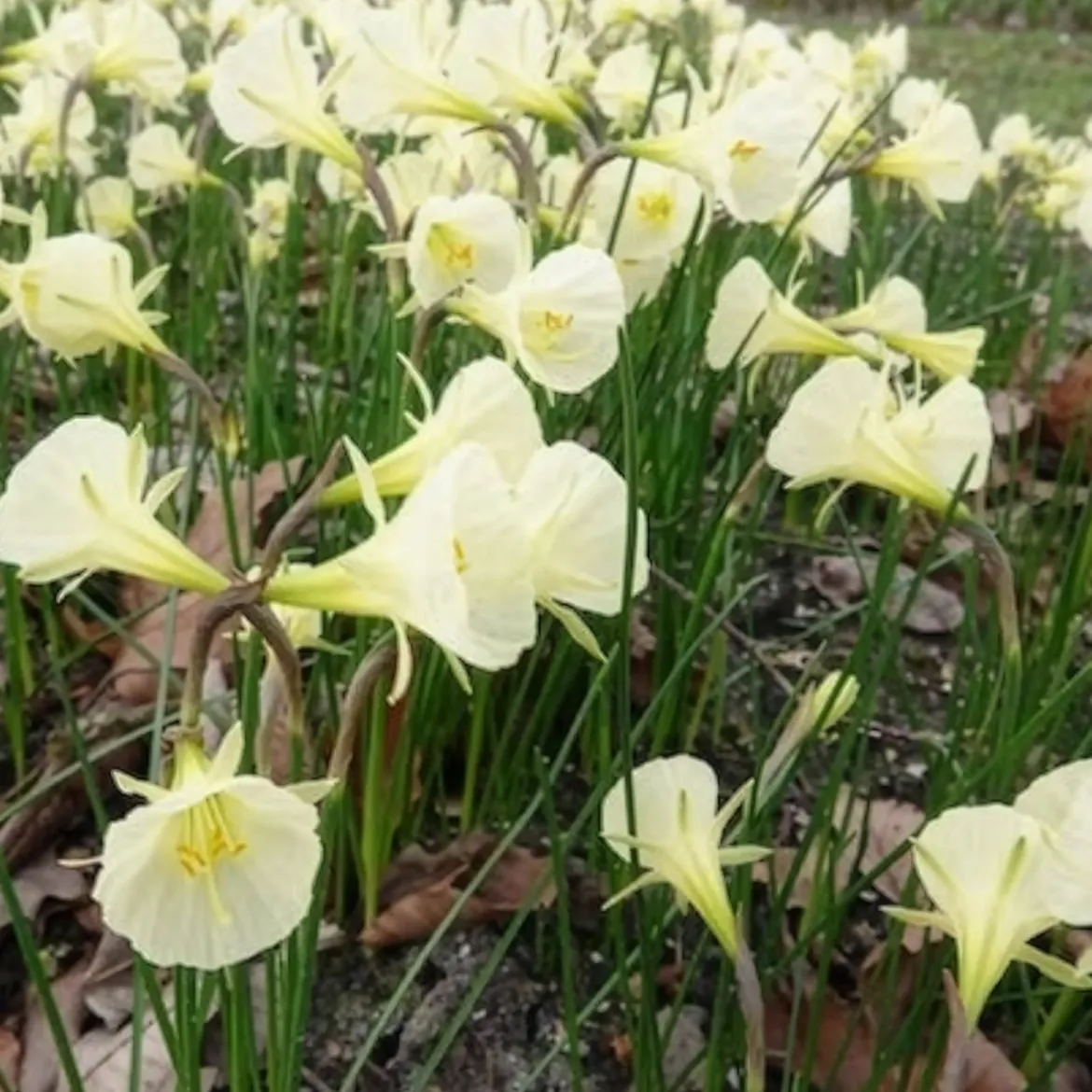 10 Narcisses Artic Bells - Des clochettes blanches au jardin