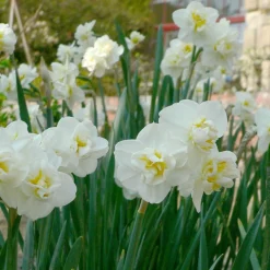 5 Narcisses 'Cheerfulness' - Un bouquet parfumé au jardin