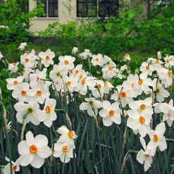10 Narcisses des poètes Actea - Blanc pur et parfum enivrant