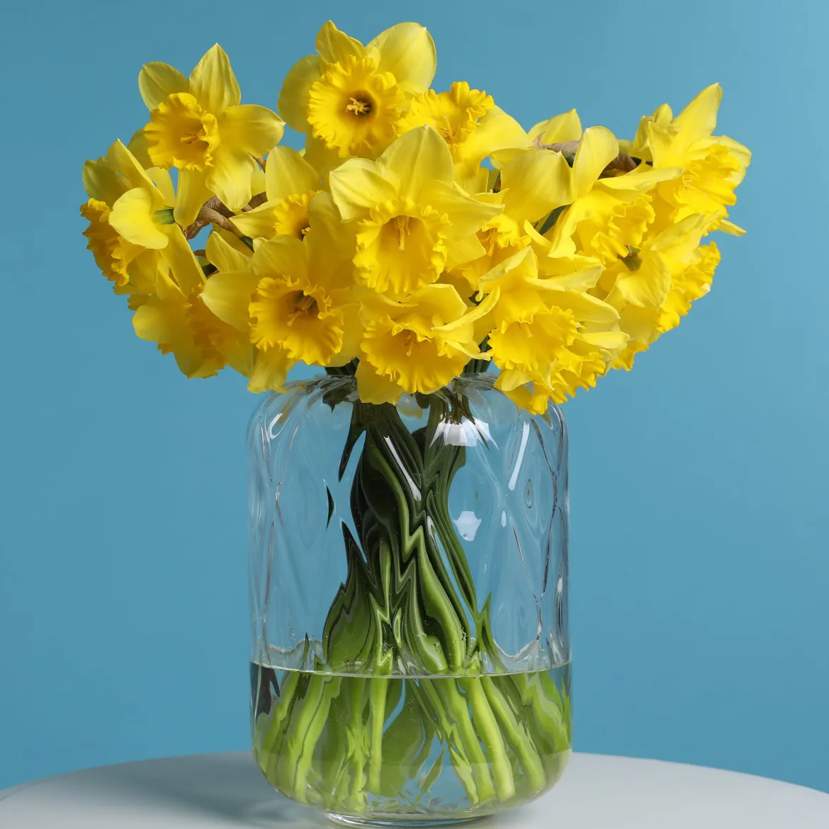 5 Narcisses Dutch Master - Le jaune qui réveille mars