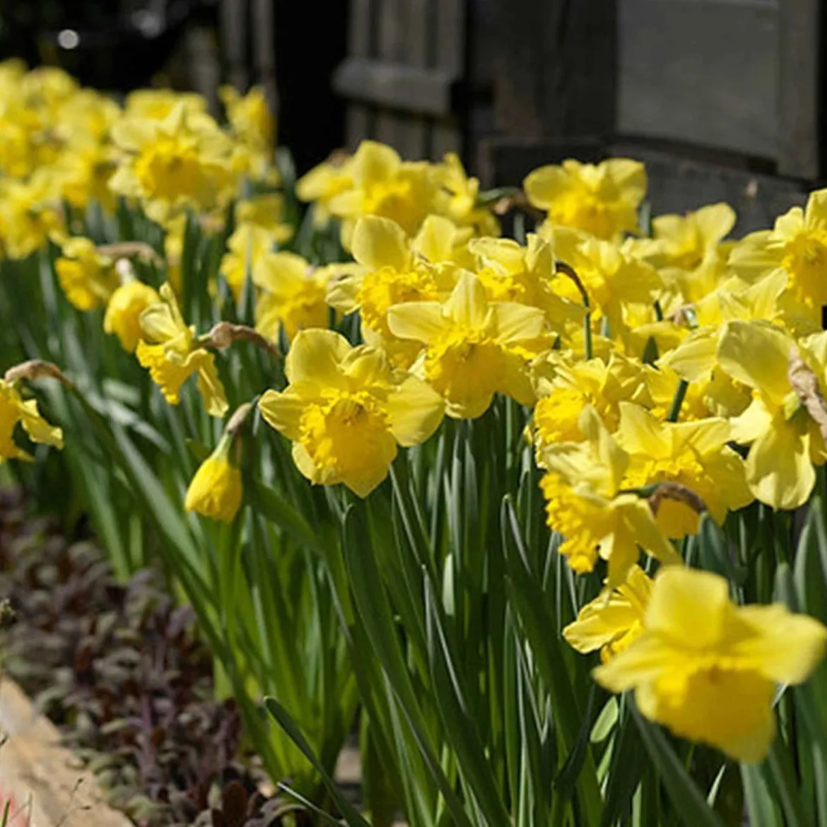 5 Narcisses Dutch Master - Le jaune qui réveille mars