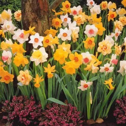 Narcisses en mélange - Le printemps en couleurs