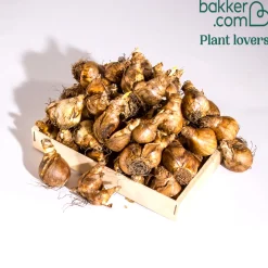Narcisses en mélange - Le printemps en couleurs