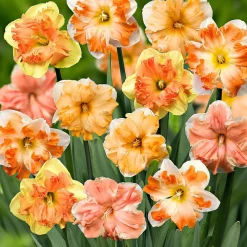 10 Narcisses à fleurs d'Orchidées en mélange - Le printemps sans effort
