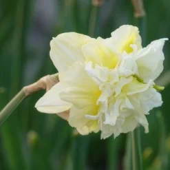 10 Narcisses à fleurs doubles Obdam - Blanc double au printemps