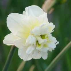 10 Narcisses à fleurs doubles Obdam - Blanc double au printemps