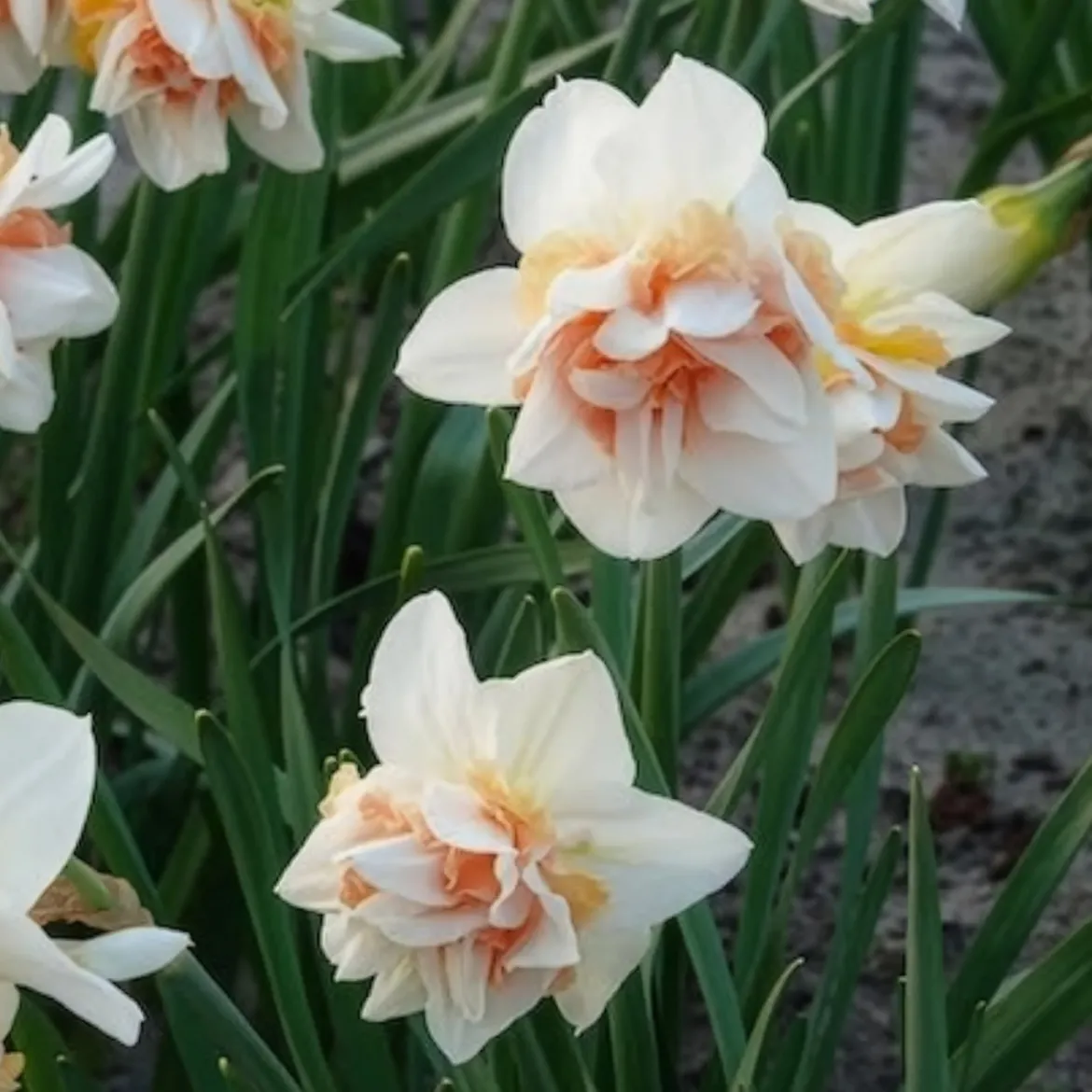 10 Narcisses à fleurs doubles Replete - Le printemps double dose