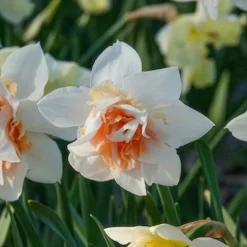 10 Narcisses à fleurs doubles Replete - Le printemps double dose