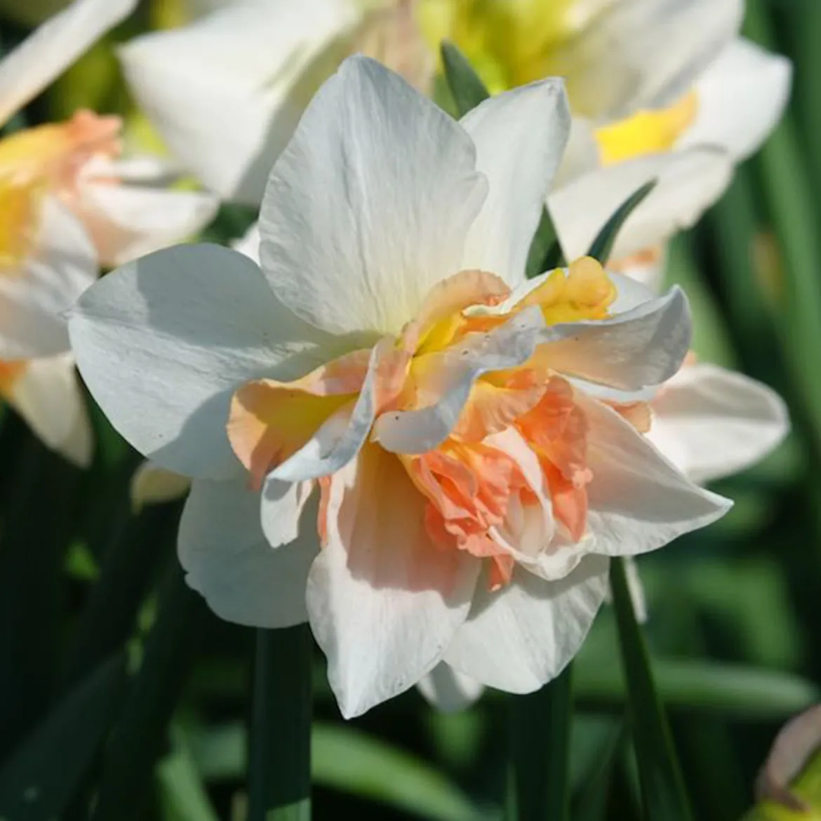 10 Narcisses à fleurs doubles Replete - Le printemps double dose