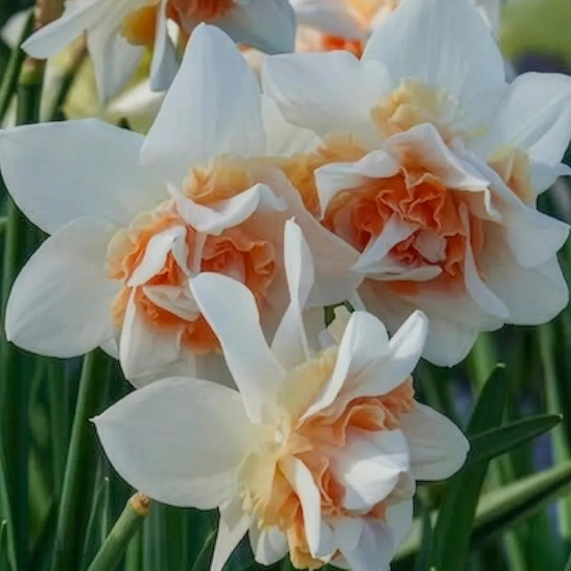 10 Narcisses à fleurs doubles Replete - Le printemps double dose