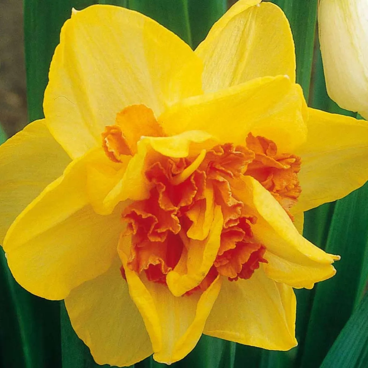 10 Narcisses à fleurs doubles Tahiti - Le printemps en double