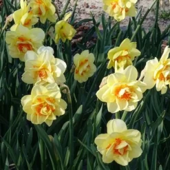 10 Narcisses à fleurs doubles Tahiti - Le printemps en double