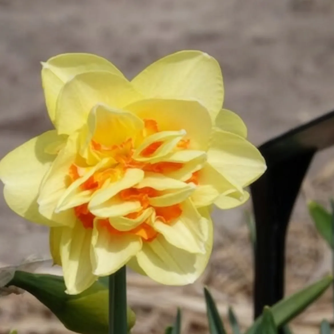 10 Narcisses à fleurs doubles Tahiti - Le printemps en double