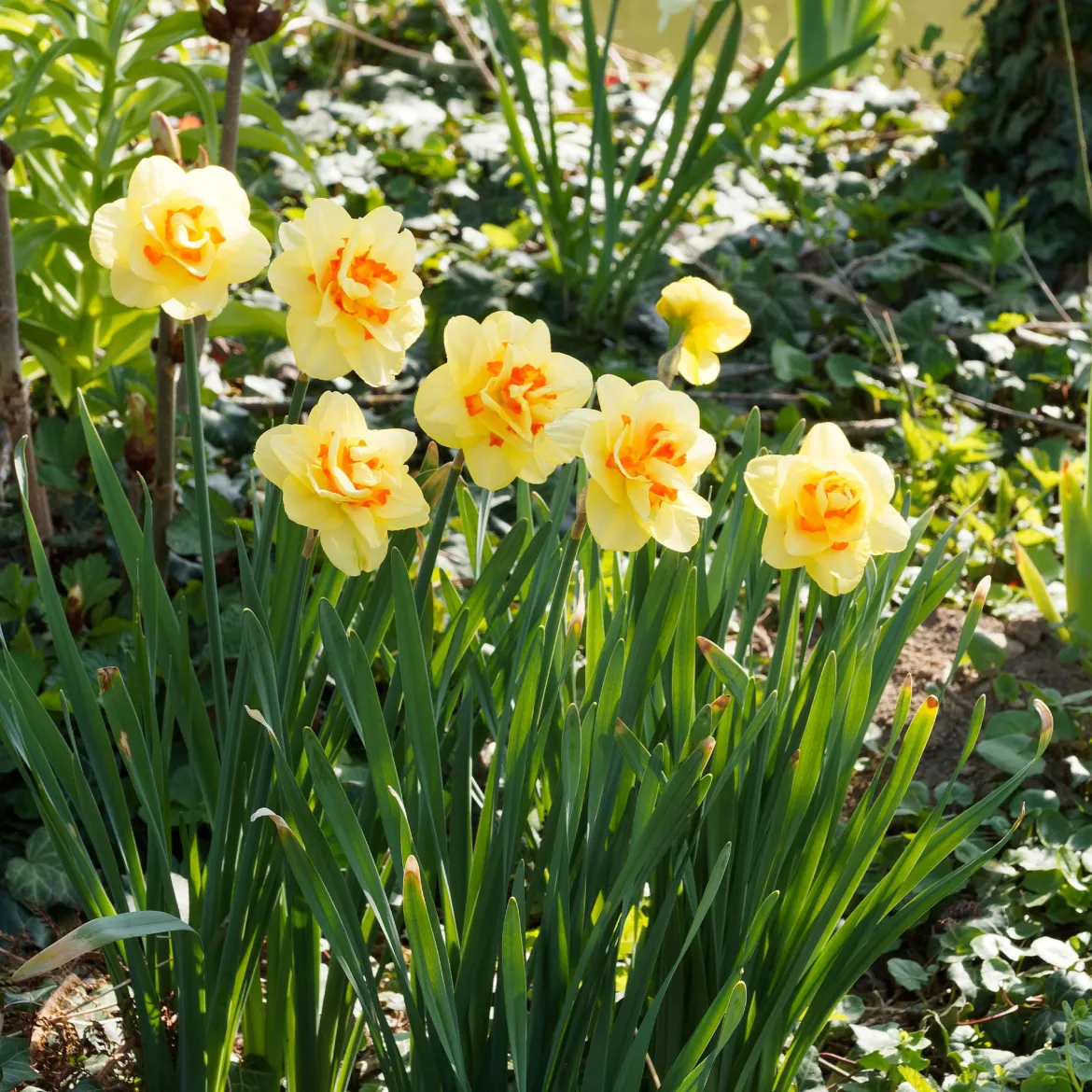 10 Narcisses à fleurs doubles Tahiti - Le printemps en double