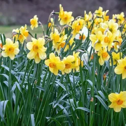 10 Narcisses Fortune - Du jaune éclatant dès mars