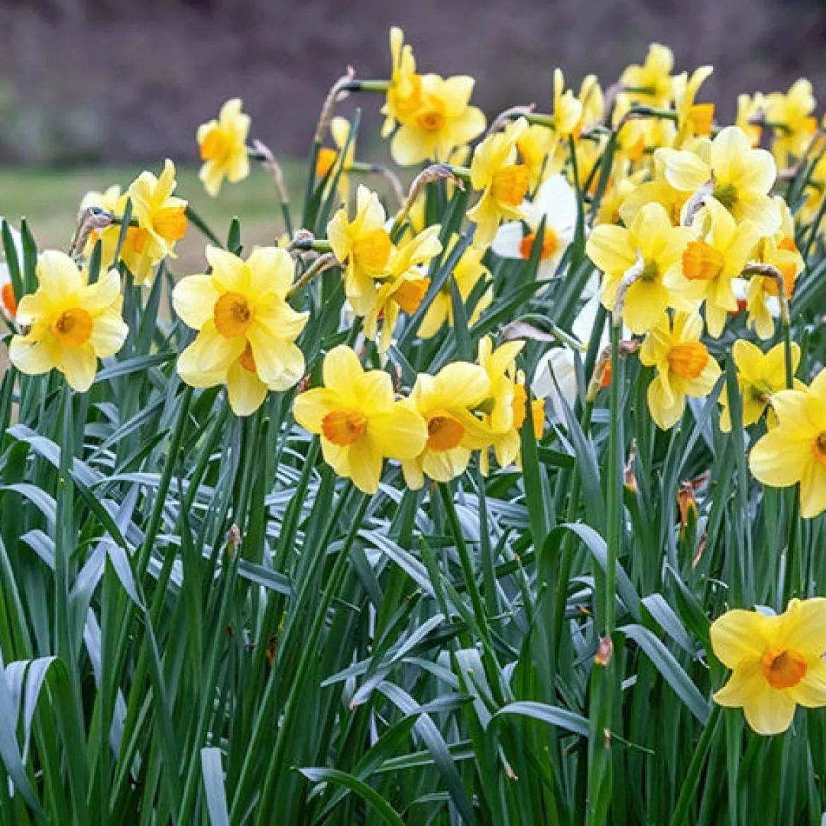 10 Narcisses Fortune - Du jaune éclatant dès mars
