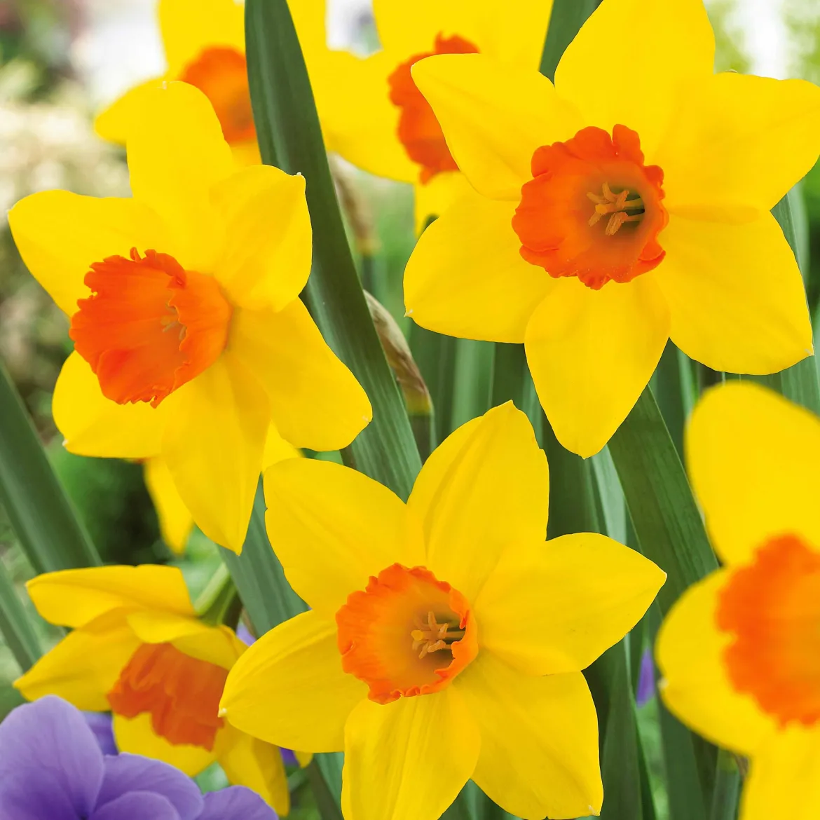 10 Narcisses Fortune - Du jaune éclatant dès mars