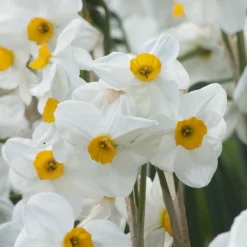 5 Narcisses Geranium - Le parfum du printemps