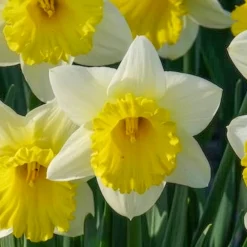10 Narcisses Goblet - Le printemps en 40 cm