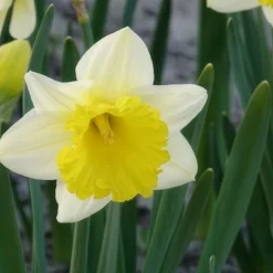 10 Narcisses Goblet - Le printemps en 40 cm