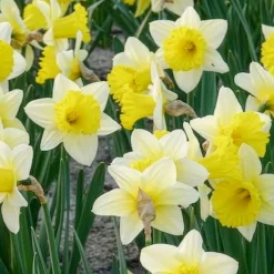 10 Narcisses Goblet - Le printemps en 40 cm