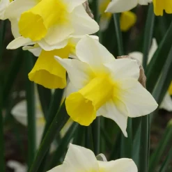 7 Narcisses Golden Echo - Le printemps en jaune vif