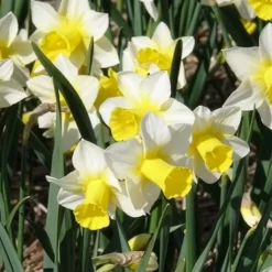 7 Narcisses Golden Echo - Le printemps en jaune vif