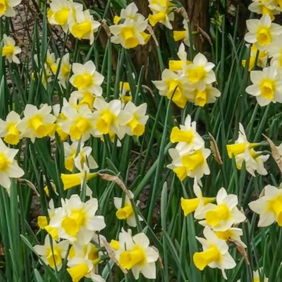 7 Narcisses Golden Echo - Le printemps en jaune vif