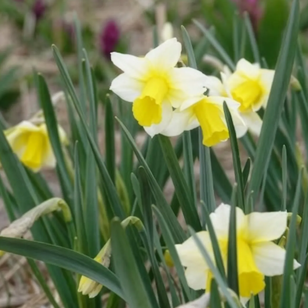 7 Narcisses Golden Echo - Le printemps en jaune vif
