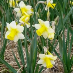 7 Narcisses Golden Echo - Le printemps en jaune vif