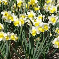 7 Narcisses Golden Echo - Le printemps en jaune vif