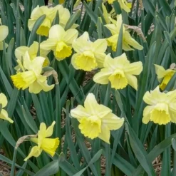 5 Narcisses à grande couronne Avalon - Le jaune qui réveille mars
