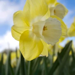 5 Narcisses à grande couronne Avalon - Le jaune qui réveille mars