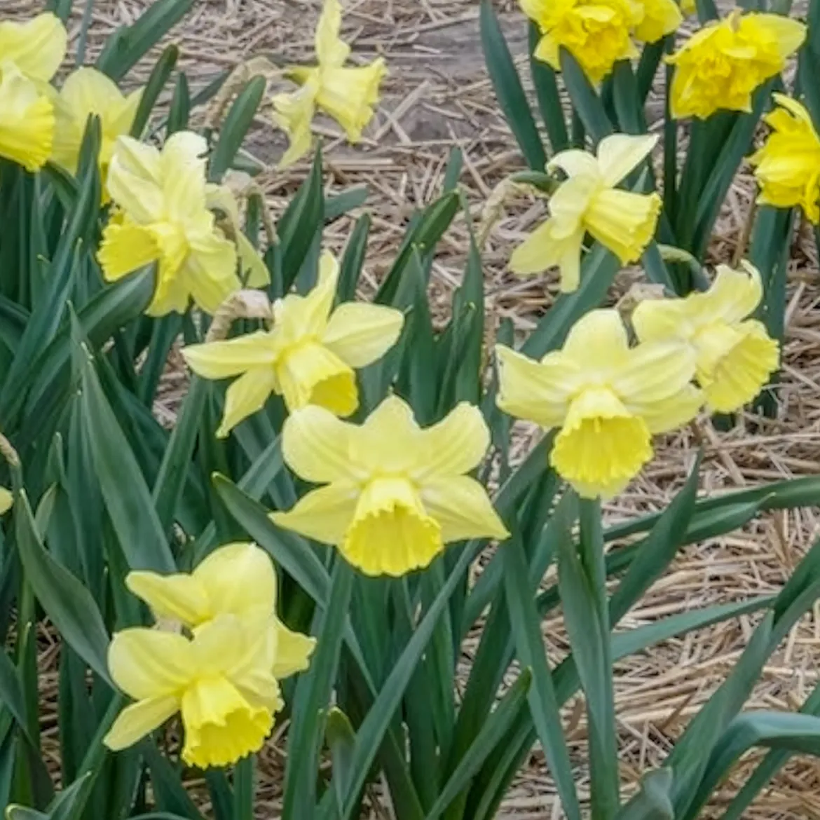 5 Narcisses à grande couronne Avalon - Le jaune qui réveille mars