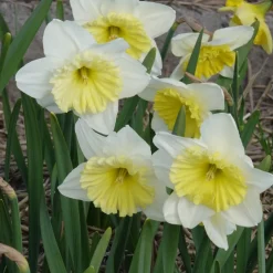 5 Narcisses à grande couronne Ice follies - Le printemps en éclat blanc