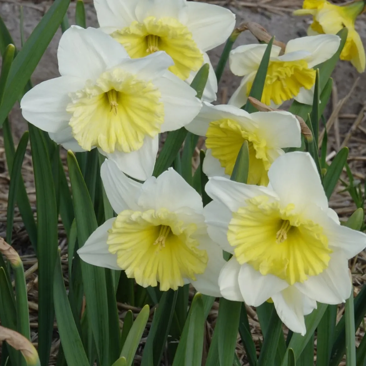 5 Narcisses à grande couronne Ice follies - Le printemps en éclat blanc