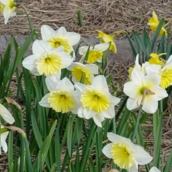 5 Narcisses à grande couronne Ice follies - Le printemps en éclat blanc