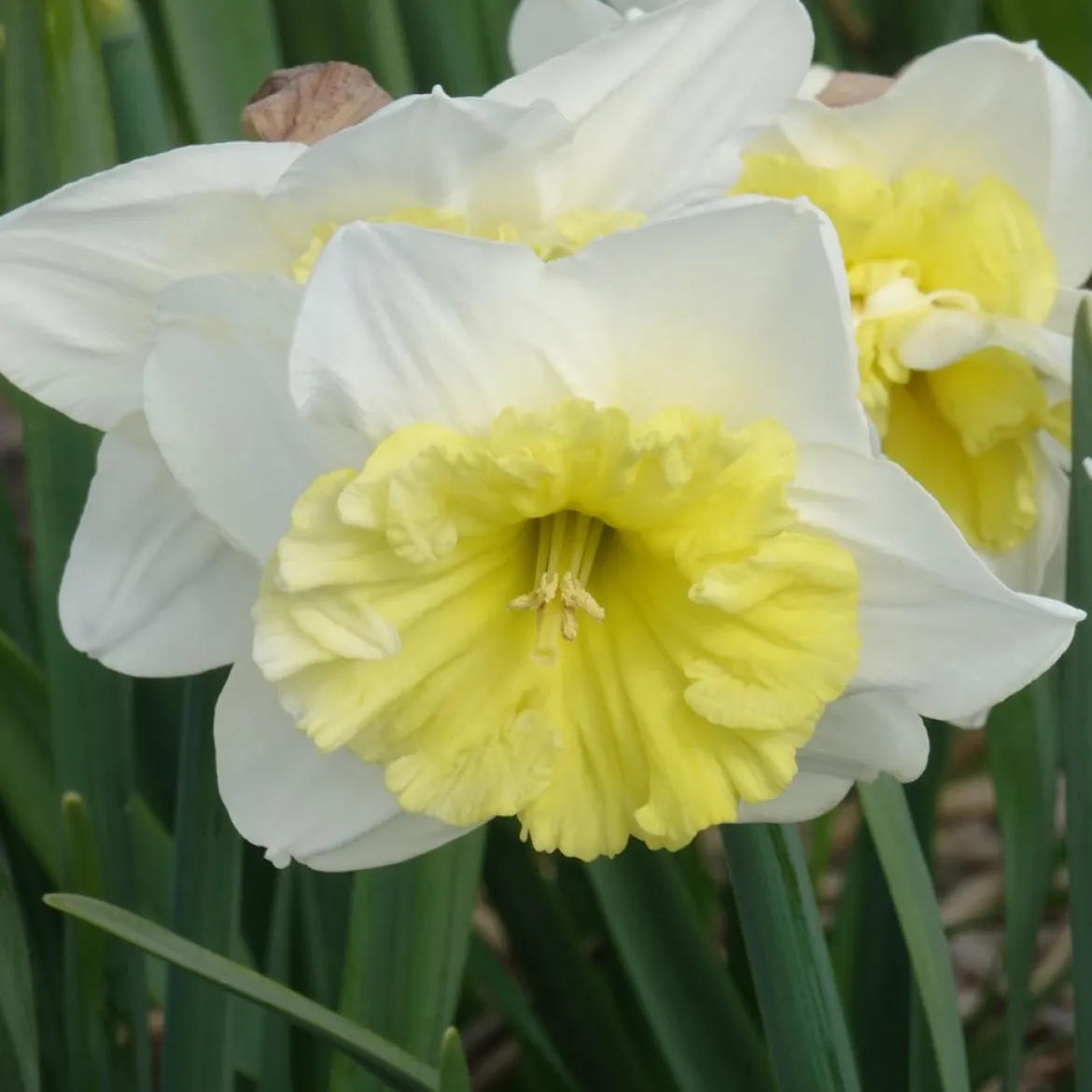 5 Narcisses à grande couronne Ice follies - Le printemps en éclat blanc