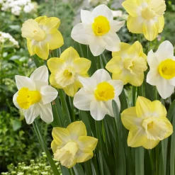 5 Narcisses à grande couronne Mainstreet - Un printemps parfumé sans effort