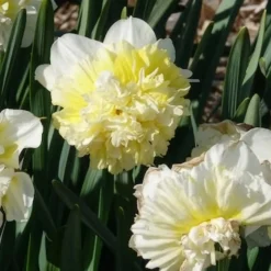 5 Narcisses Ice Kings - Jaune double effet waouh