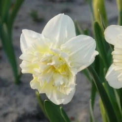 5 Narcisses Ice Kings - Jaune double effet waouh
