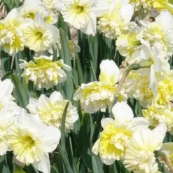 5 Narcisses Ice Kings - Jaune double effet waouh