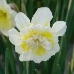 5 Narcisses Ice Kings - Jaune double effet waouh