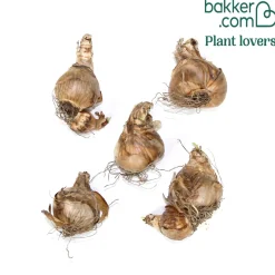 5 Narcisses à petite couronne Barrett Browning - Le printemps en un geste